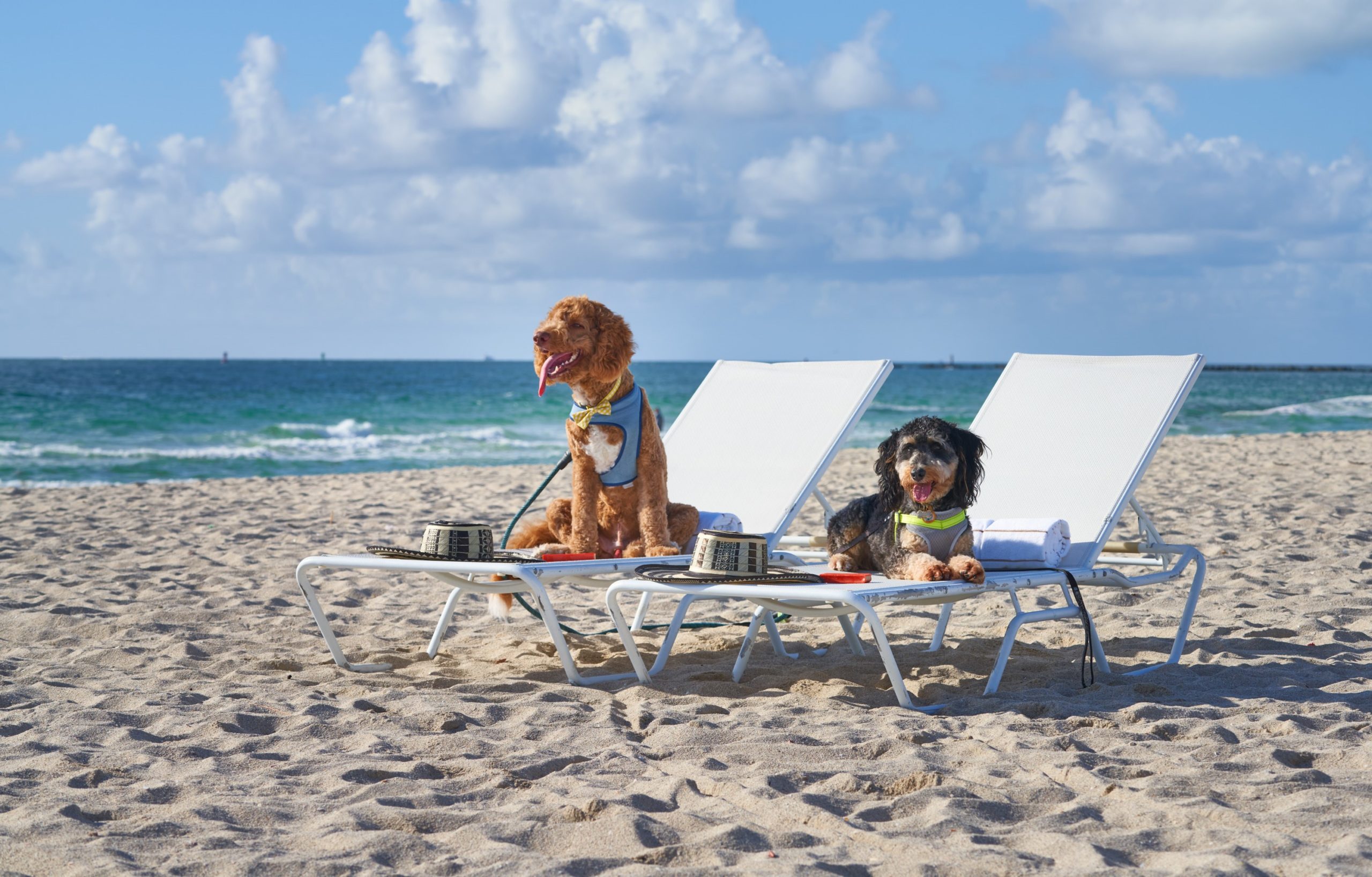 Dog Days of Summer: Best Pet-Friendly Hotels to Pamper Your Pup